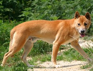 Характер новогвинейской поющей собаки 