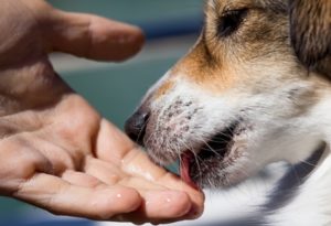 Почему собака лижет руки