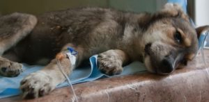 Симптомы и лечение парвовирусной инфекции у собак