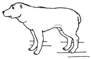 Низкоранговая собака в позе подчинения: хвост прижат, голова опущена, присела на лапах