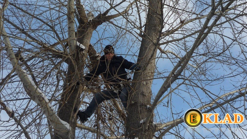 Иногда самый простой способ избежать неприятностей - залезть на дерево
