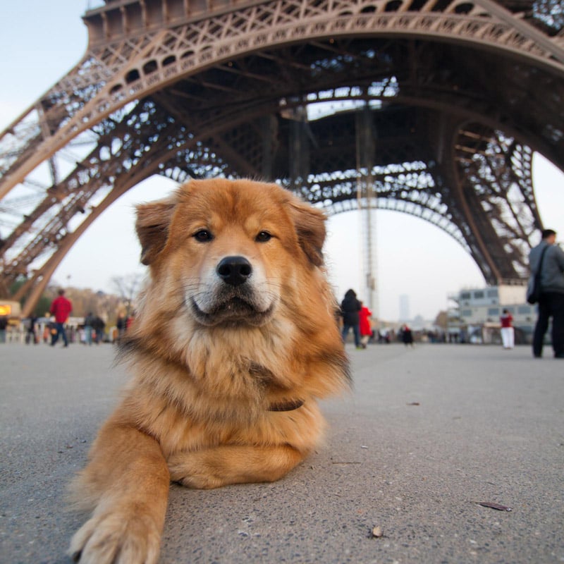 Париж – собака у подножия Эйфелевой башни