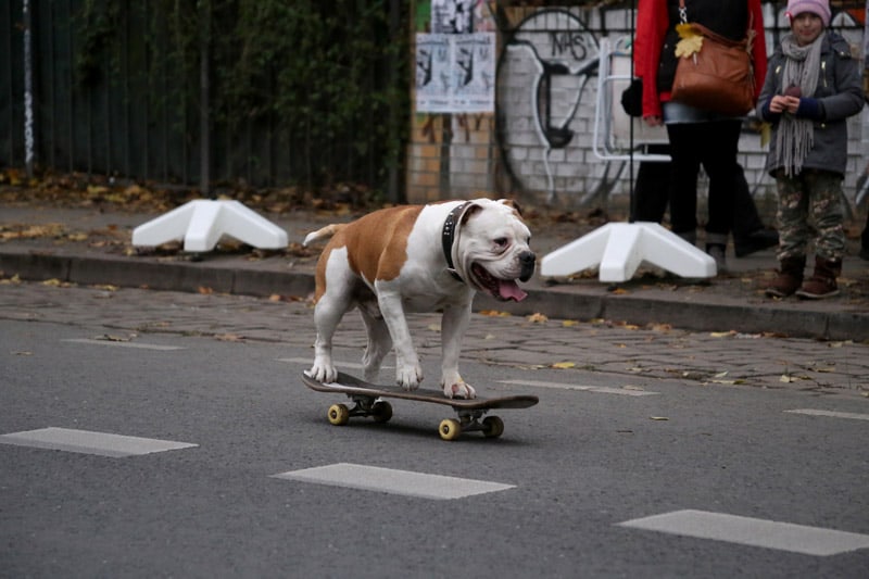 Берлин: собака катается на скейтборде