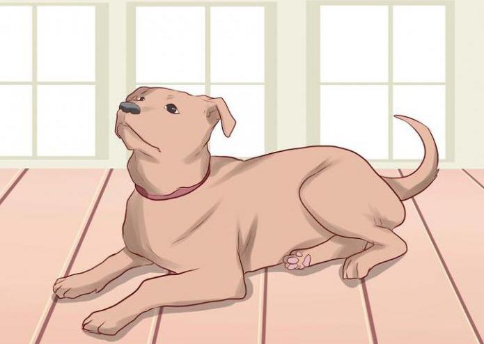 как научить собаку команде сидеть и лежать