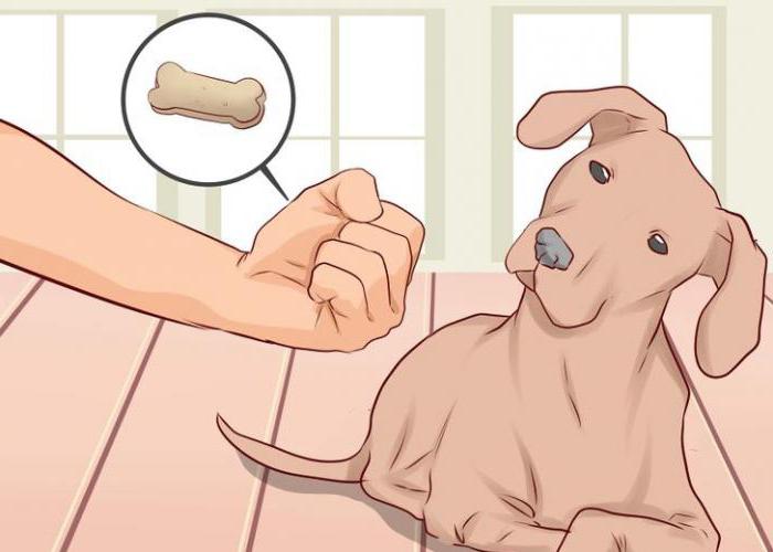 как научить собаку команде лежать