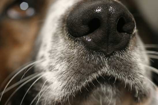 почему у собак влажный нос