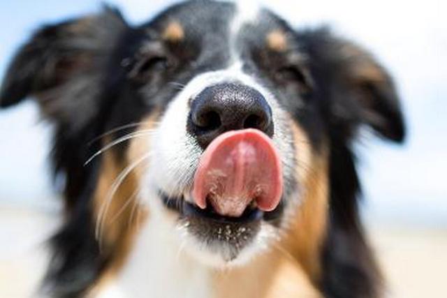 почему у собак теплый нос