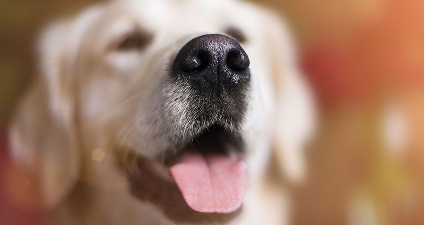 почему у собак холодный нос