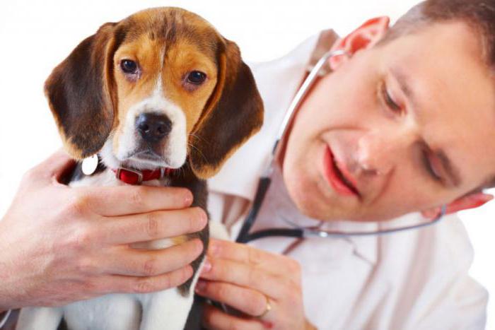 почечная недостаточность у собак лечение прогноз 