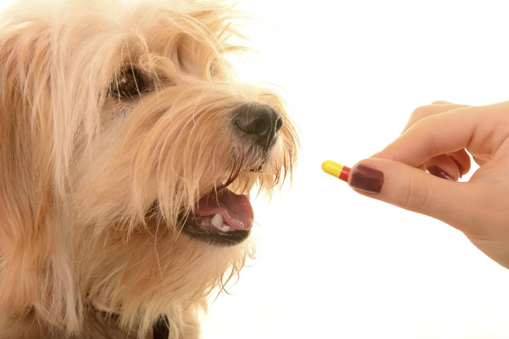 антибиотики для собак