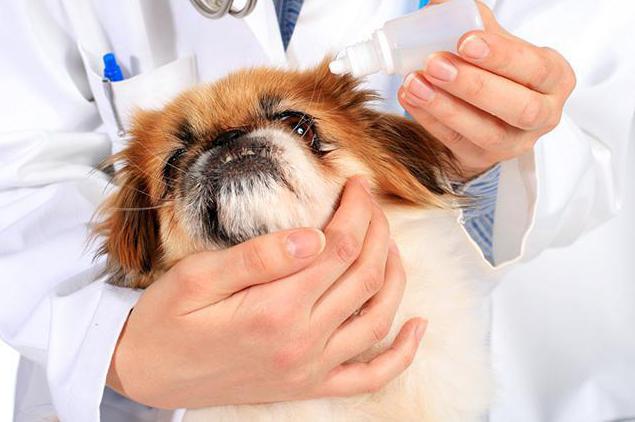 конъюнктивит у собак симптомы причины лечение 