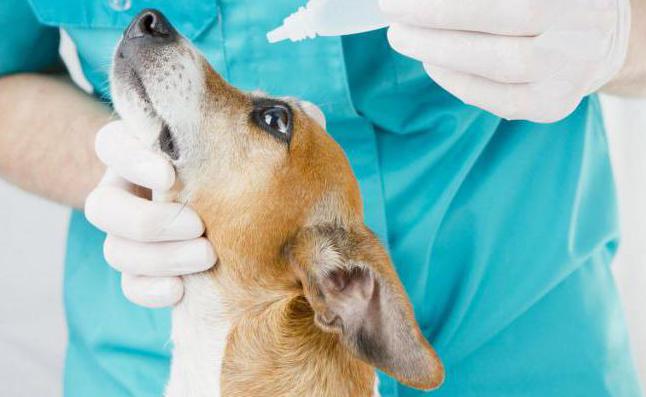 конъюнктивит у собак основные симптомы и лечение