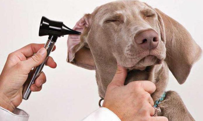лечение ушей у собак 
