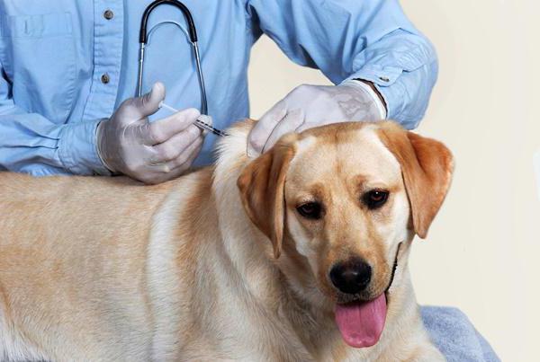 аденовирус у собак лечение 