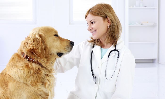 болезни печени у собак симптомы