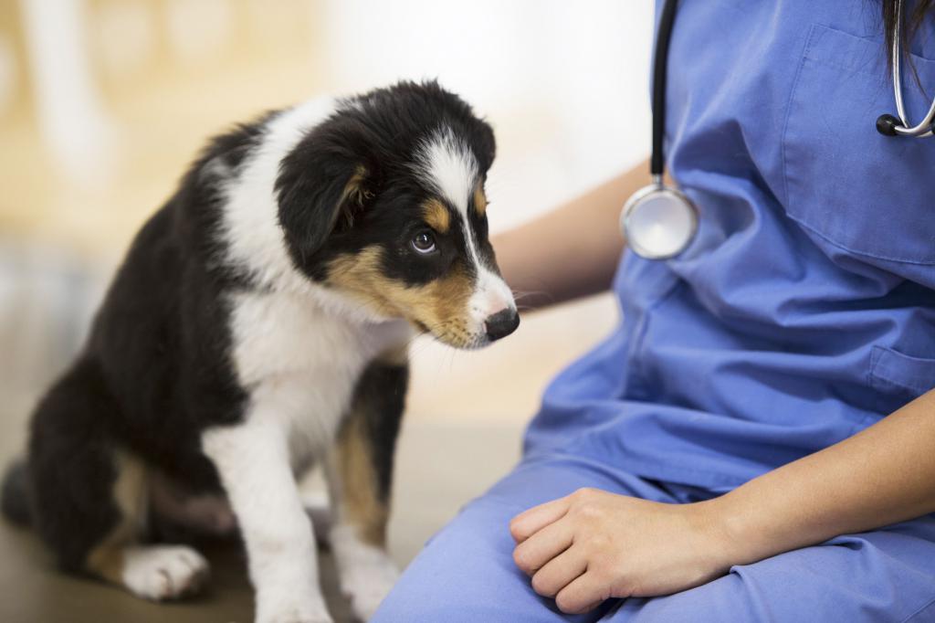 парвовирусный энтерит у собак лечение