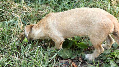 почему собаки едят траву