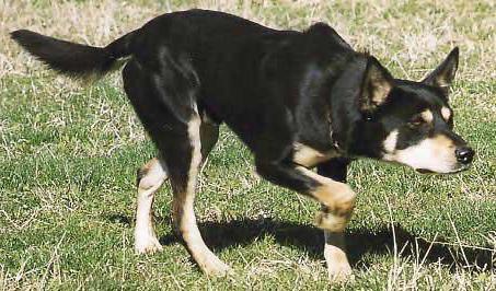 порода собак австралийский келпи