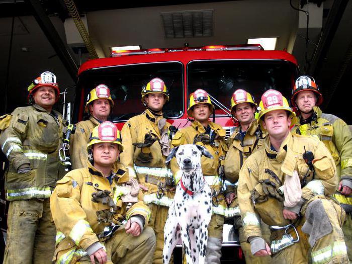 пожарные собаки толстой анализ