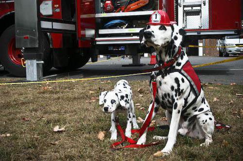 пожарные собаки анализ произведения