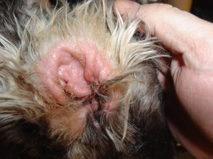 собака чешет уши и трясет головой лечение