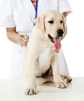 гепатовет для собак побочные эффекты