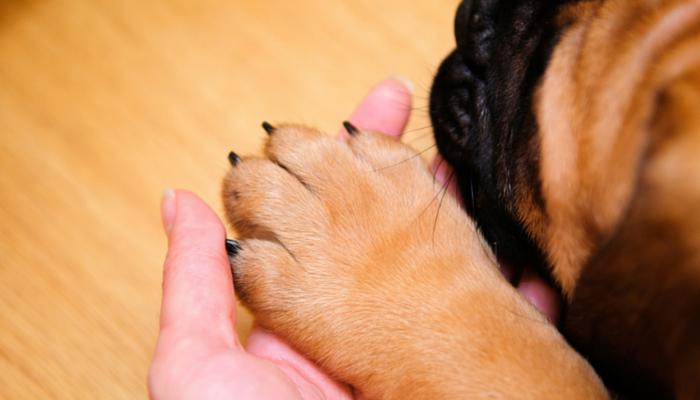 как остановить кровь у собаки из ногтя
