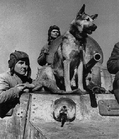ездовые собаки во время великой отечественной войны