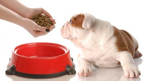 как правильно кормить собаку 