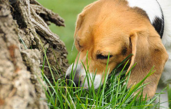почему собака ест землю на улице