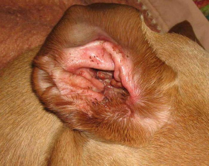 грибок кожи у собак