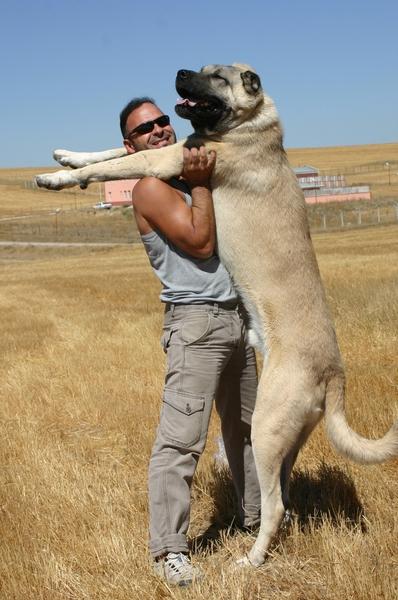турецкая собака кангал