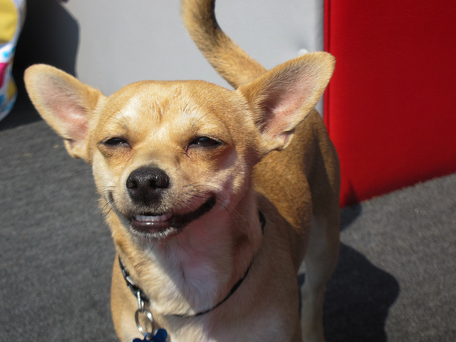 фото улыбающейся собаки