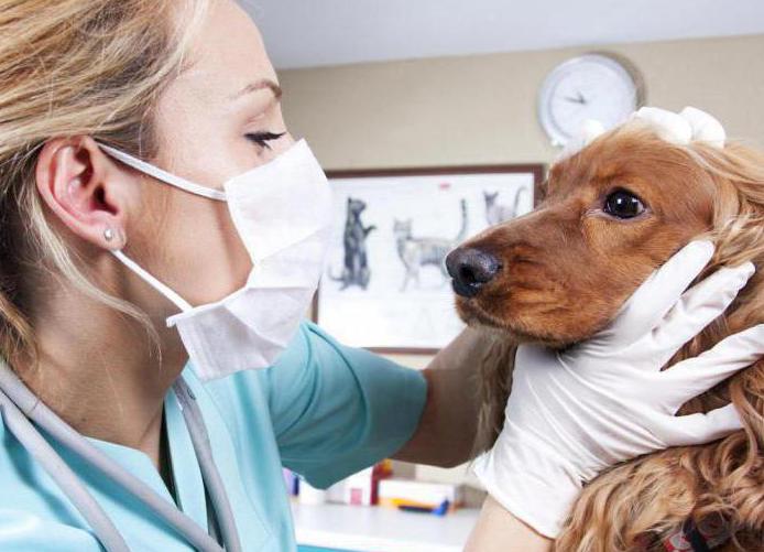 почечная недостаточность у собак симптомы и лечение