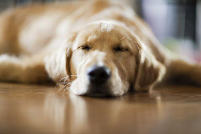 сколько времени спит собака в сутки