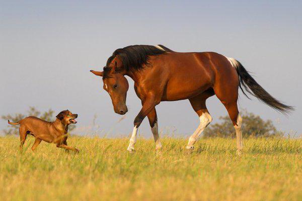 лошадь и собака совместимость