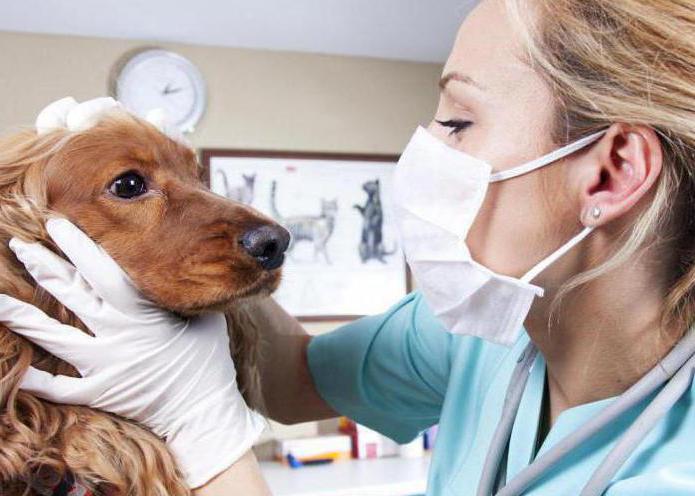 гепатит у собак симптомы 