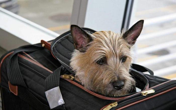 как перевозить собаку в самолете за границу