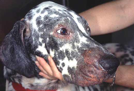 аллергия у собак фото