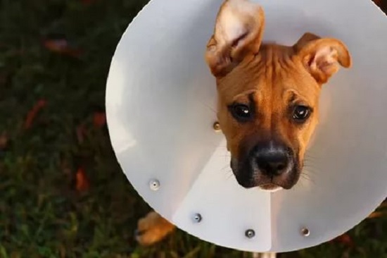 Собака после операции