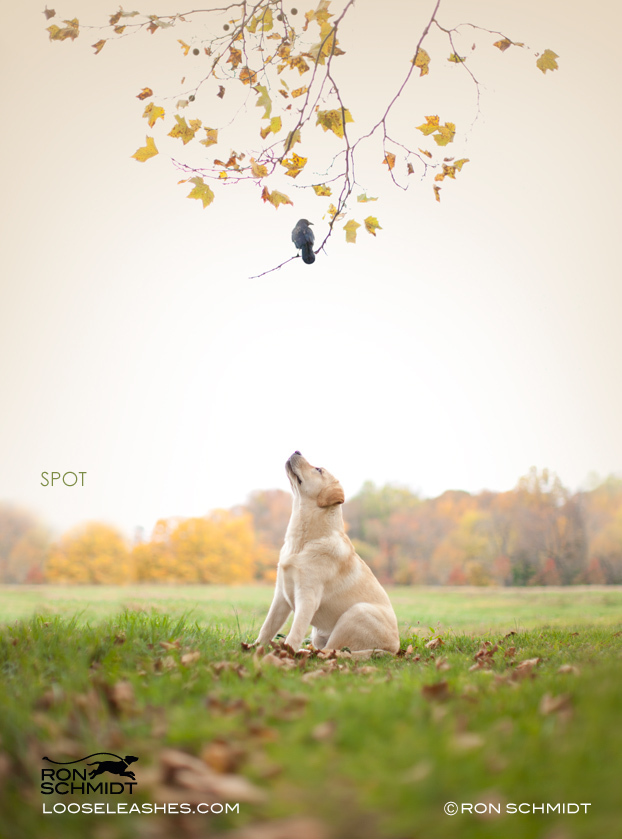 14. Художественные фото собак моделей от фотографа Рона Шмидта.