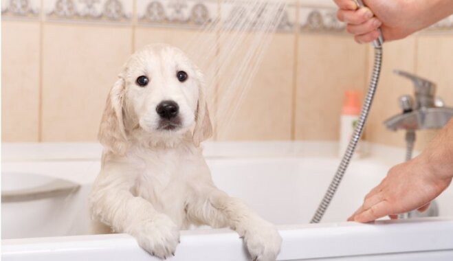 Гигиена собак. 4 основных этапа