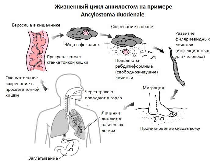 Жизненный цикл анкилостом на примере Ancylostoma duodenale