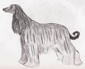 My Afghan Hound drawing. - dogs fan art