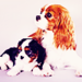 Cavalier King Charles Spaniel - dogs icon
