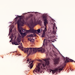 Cavalier King Charles Spaniel - dogs icon