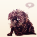 Brussels Griffon - dogs icon