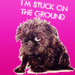 Brussels Griffon - dogs icon