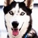  ♥D - dogs icon