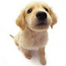 Puppy - dogs icon